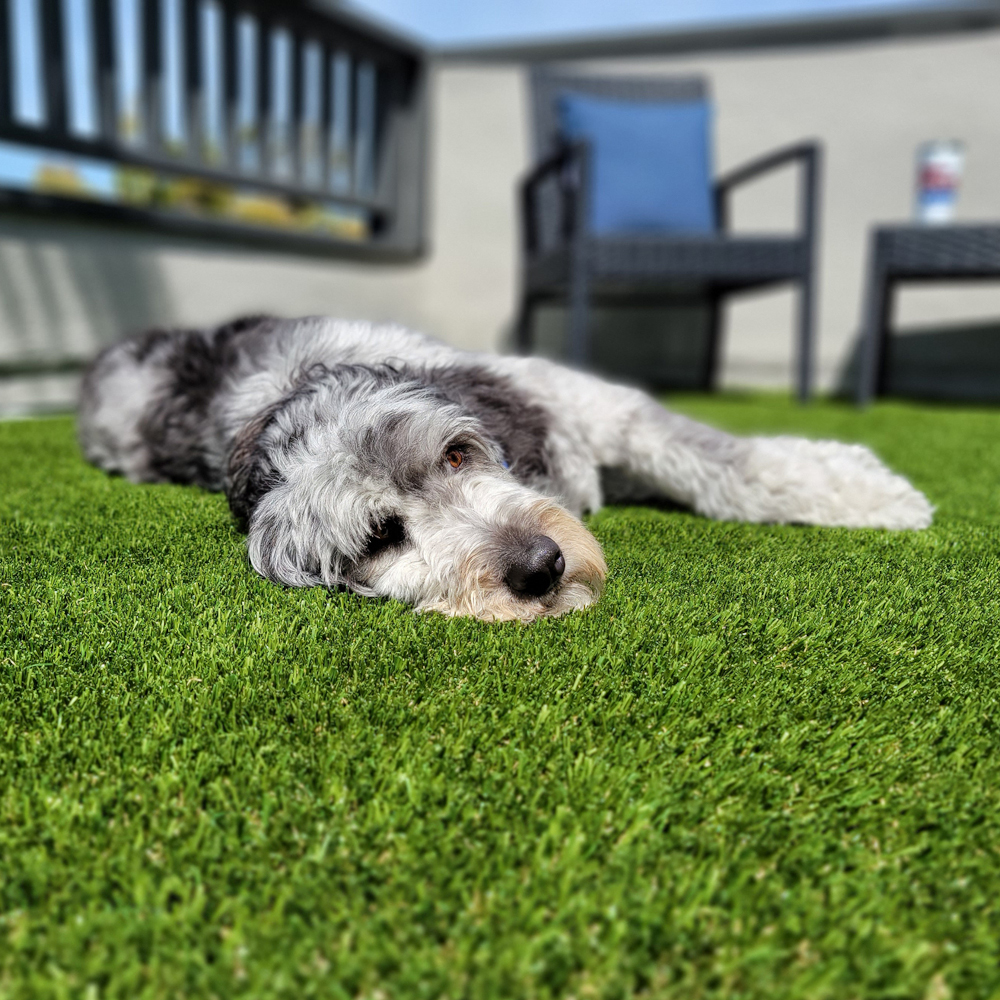 Picture of The Benefits of Artificial Pet Grass: A Perfect Solution for Sarasota ...